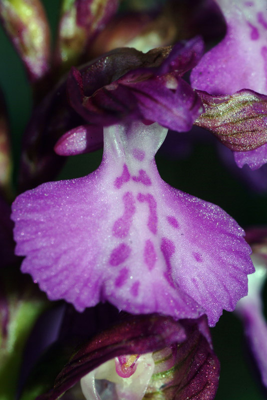 Orchidea da determinare